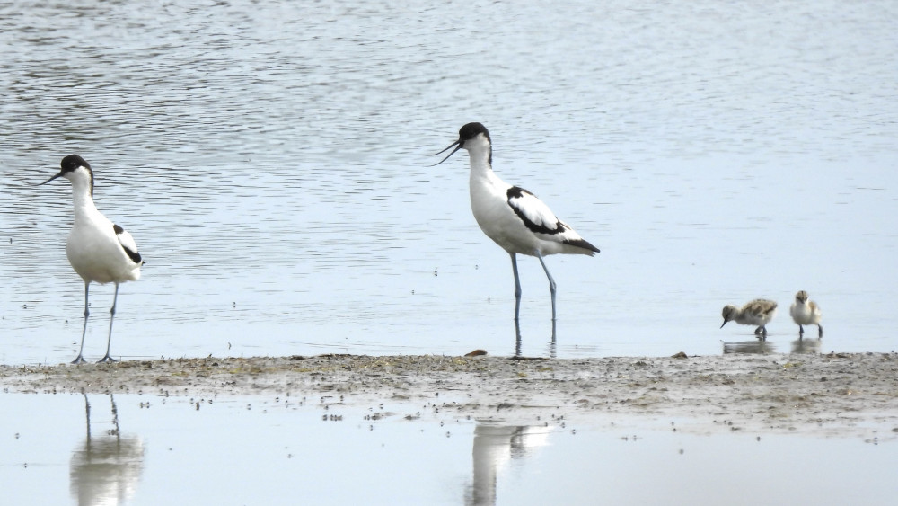 First avocet chicks hatched in Devon (James Chubb/ EDDC)