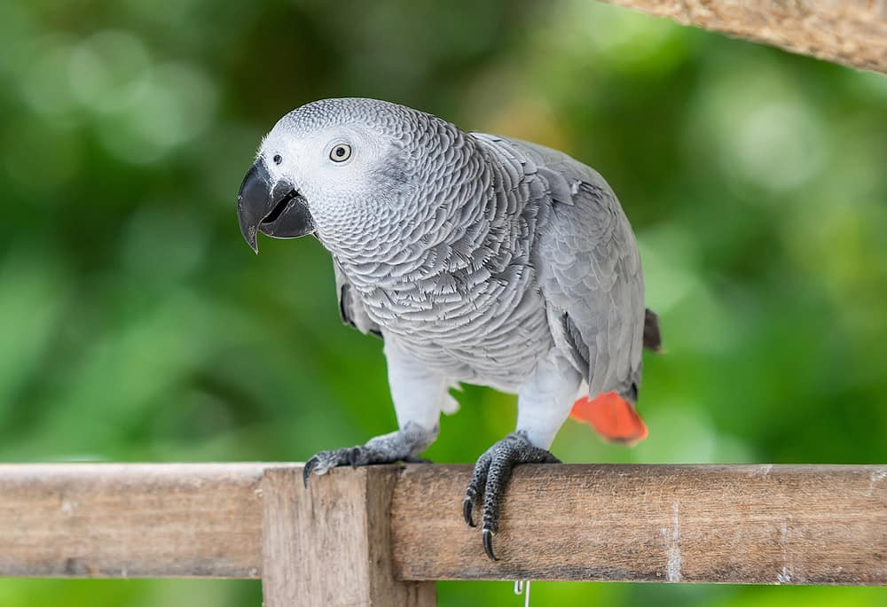 Maisy is an African Grey parrot with feathers missing on her chest (Image: Supplied) 