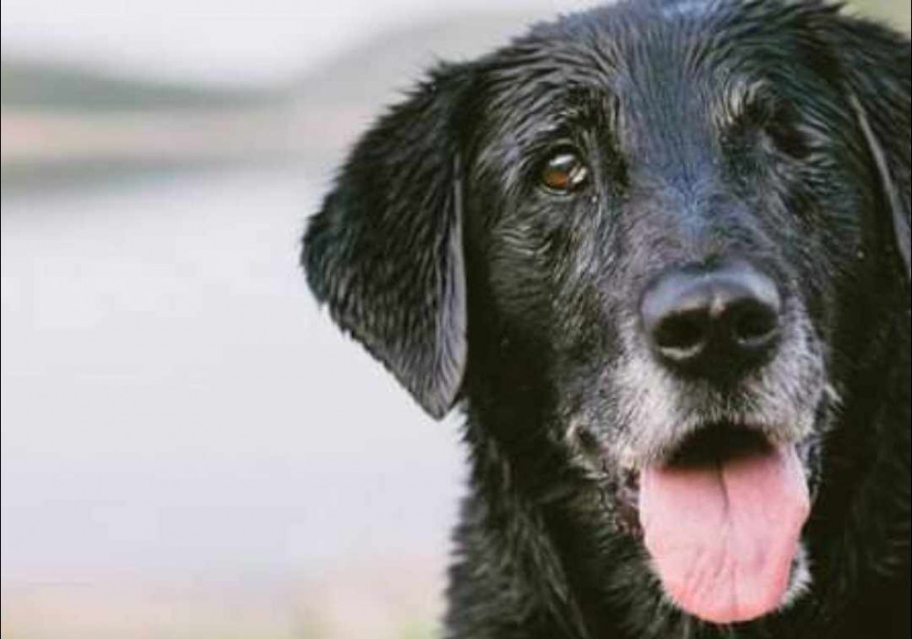 More dogs are abandoned in the New Year and on the run up to the summer holidays than any time of year as families struggle to fit their pets in with work and holidays. Image credit: Leicestershire & Rutland Stray Dog Sanctuary.