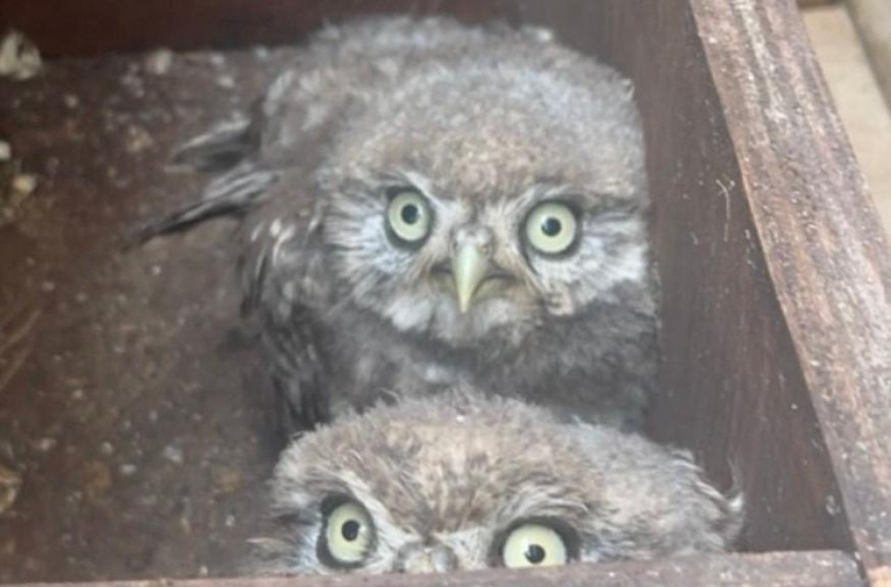 The first owl, Axl, was found under stage left of the Pyramid Stage during the Guns N'Roses set. Credit: Secret World Wildlife Rescue