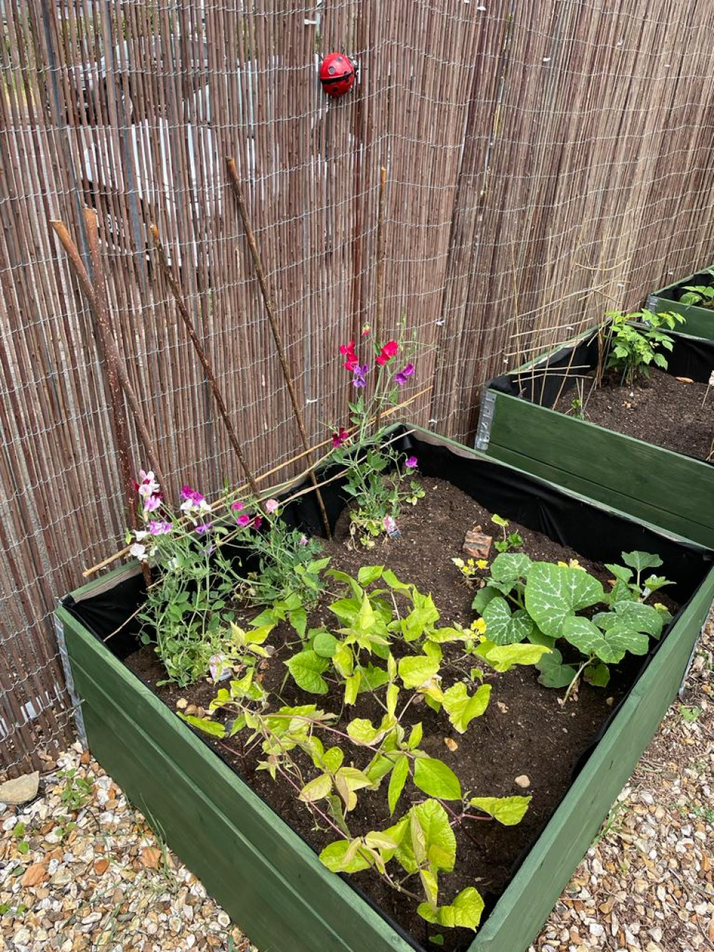 The community garden The community garden