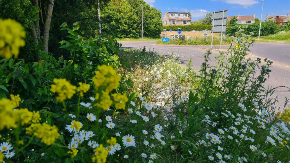 The new wildflower verges can be seen alongside the A35, including species such as camomile, yellow rattle and cornflower