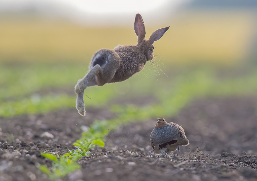 Picture of the week: Hare and partridge fight it out in Suffolk beet field (Picture: Frances Brown/SWNS)