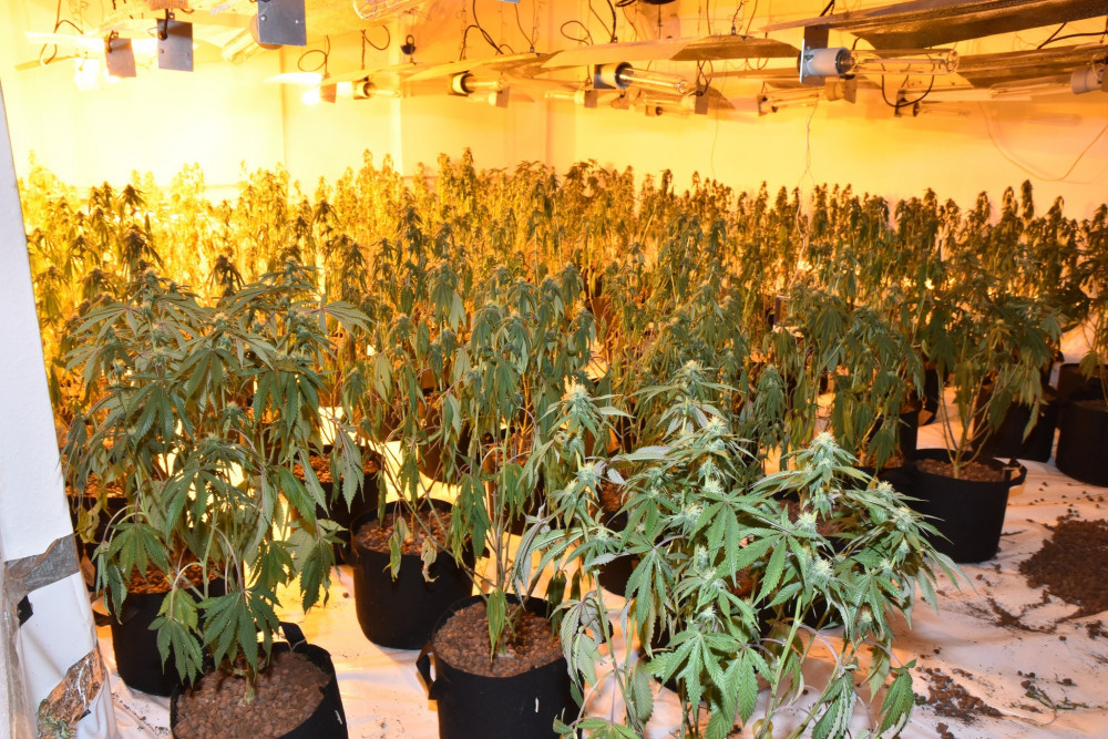 Apart from Wells, cannabis farms were also unearthed in Bristol, Weston-super-Mare, Bridgwater and Chipping Sodbury