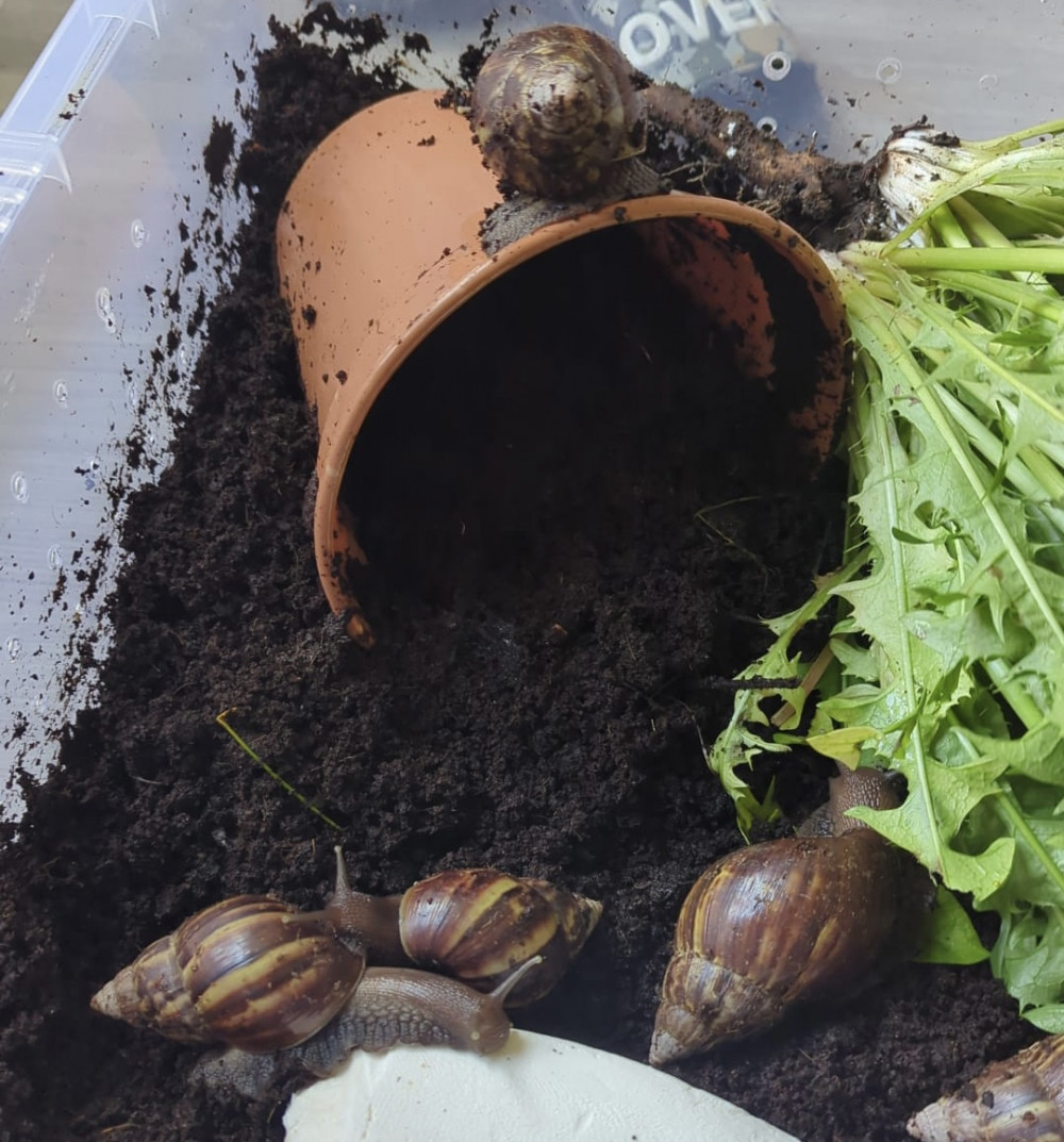 Giant snails (Picture: RSPCA) Giant snails (Picture: RSPCA)