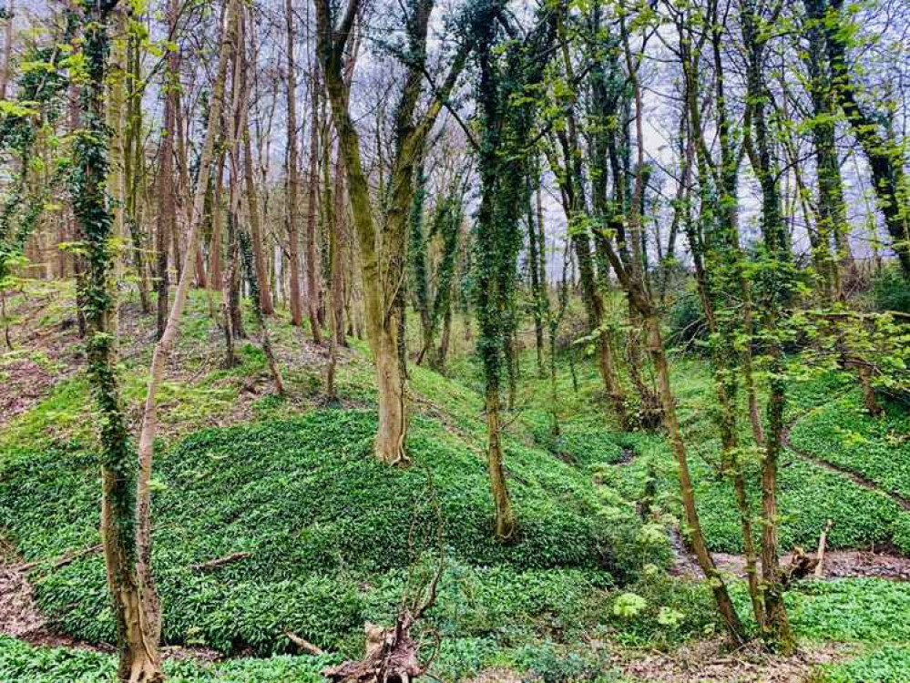 The beautiful woodland between Kingsley and the River Weaver The beautiful woodland between Kingsley and the River Weaver