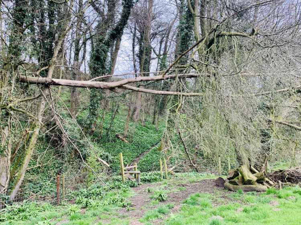 The fallen tree framing the stile The fallen tree framing the stile