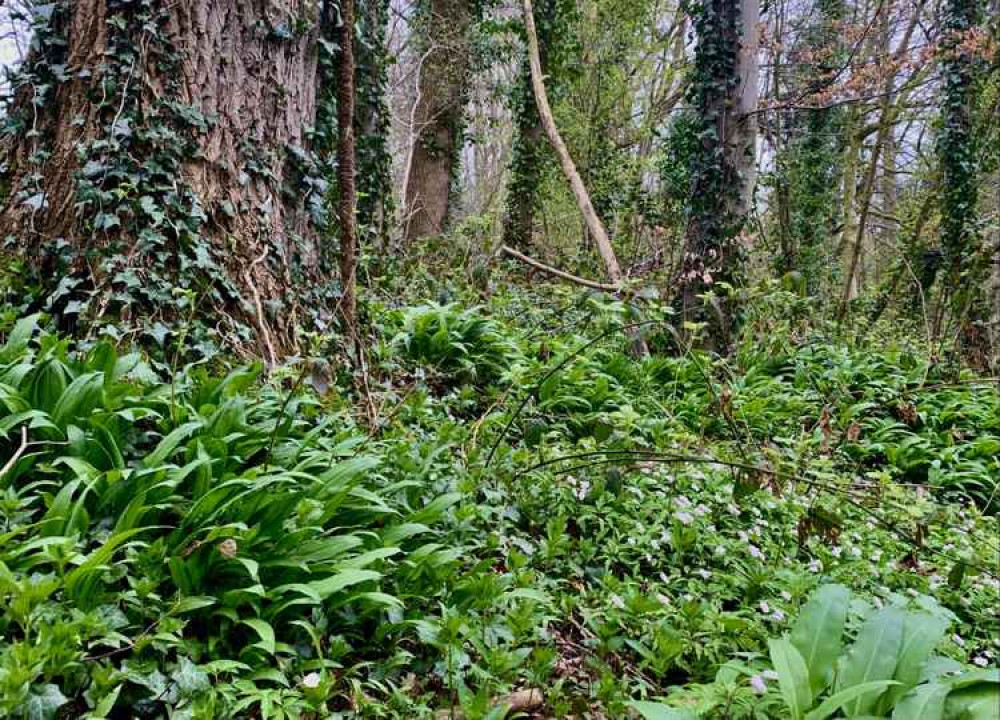 Wild garlic and wood anemone Wild garlic and wood anemone