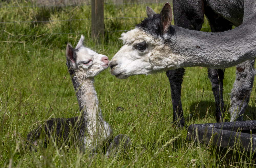 Alpaca cria Storm (Picture: SWNS)