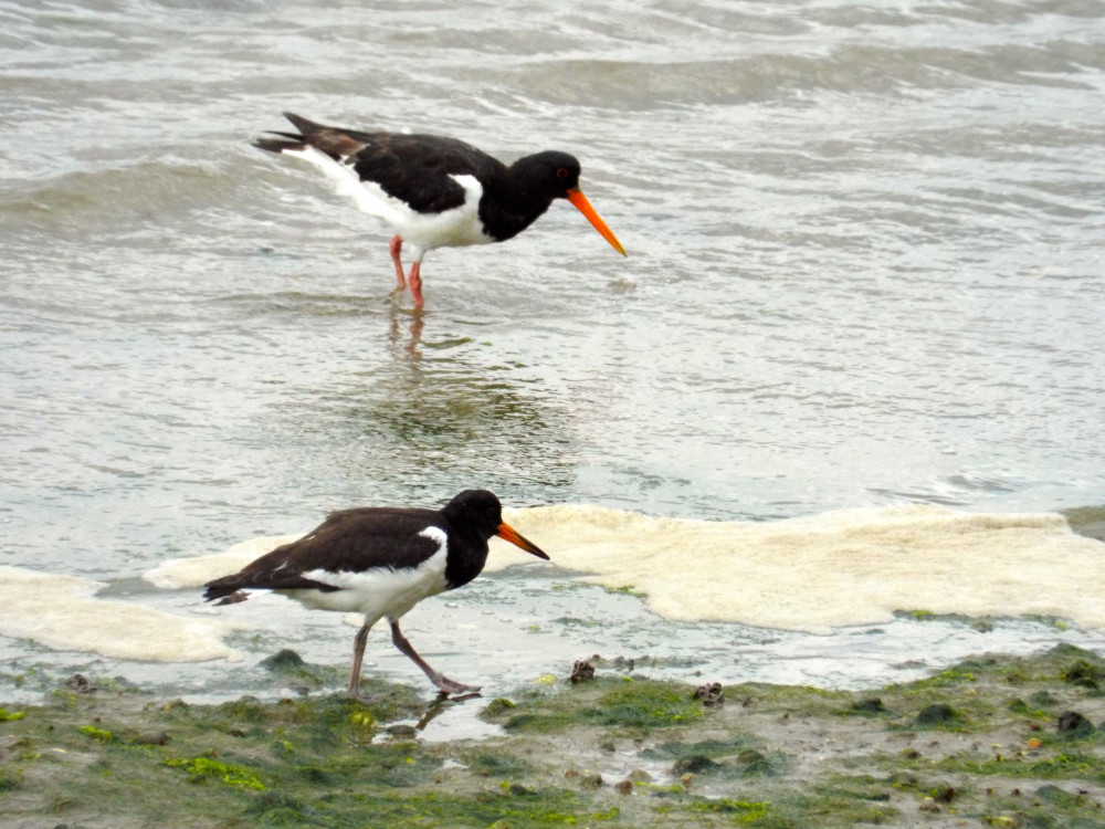 Picture of the week: Oystercatchers (Picture: Sally Nicholls)