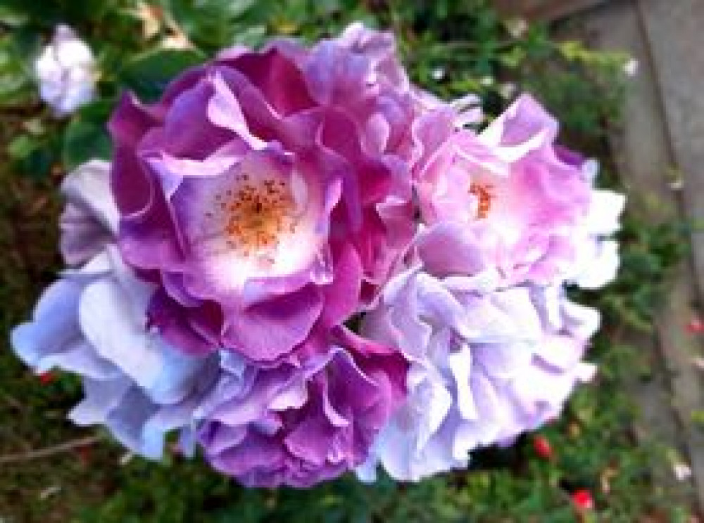 Enjoy the roses at Burghley House. Enjoy the roses at Burghley House.