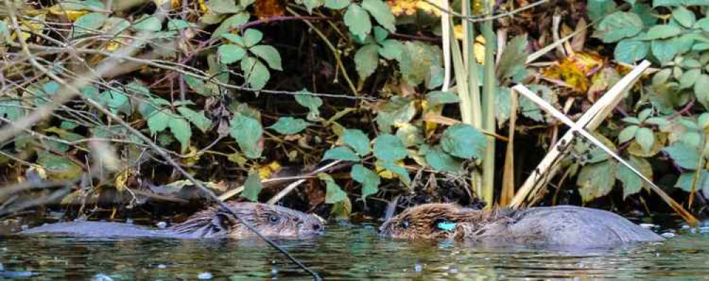 Rowan (left, male) chosen by a pupil from Delamere C of E Primary Academy and Willow (right, female) chosen by a member of the public