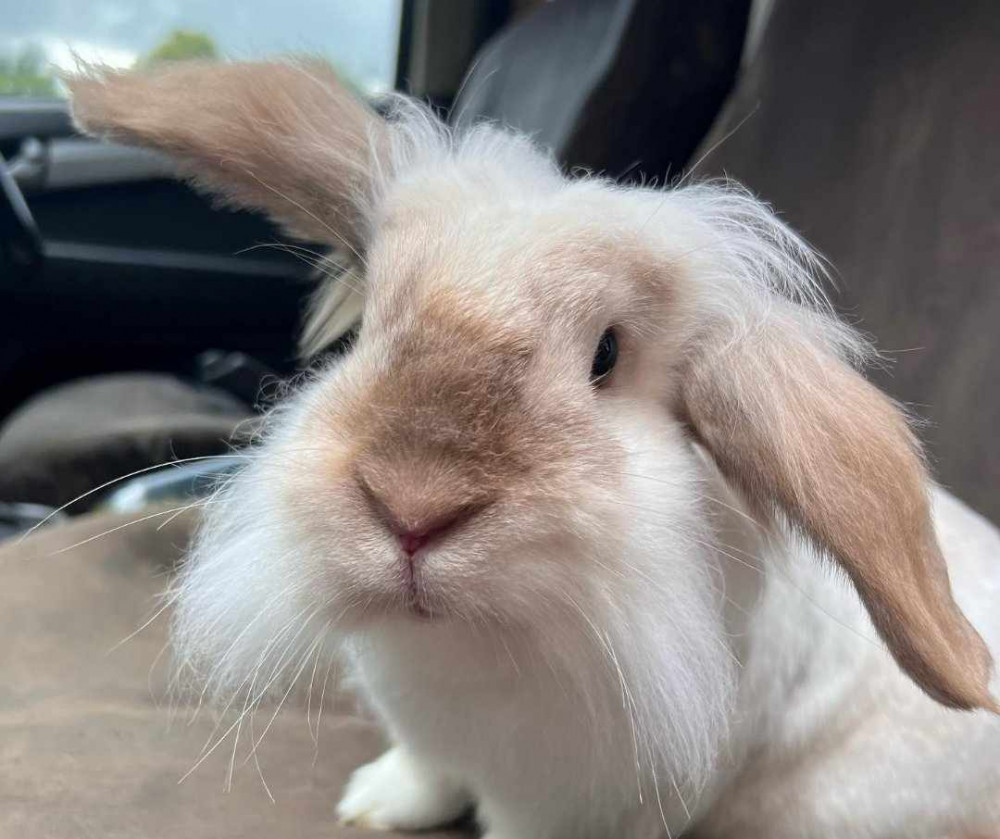 Bruno is just one of the furry additions to Rutland Farm Park this summer. Image credit: Rutland Farm Park.