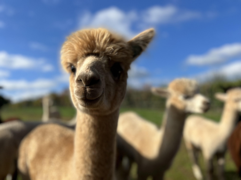 Summer Fun Alert at Charnwood Forest Alpacas, Boundary, near Ashby de la Zouch