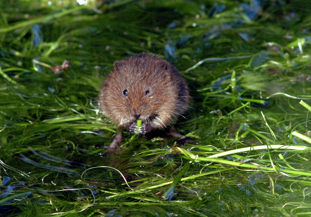 Vole time (Picture: SWNS) Vole time (Picture: SWNS)