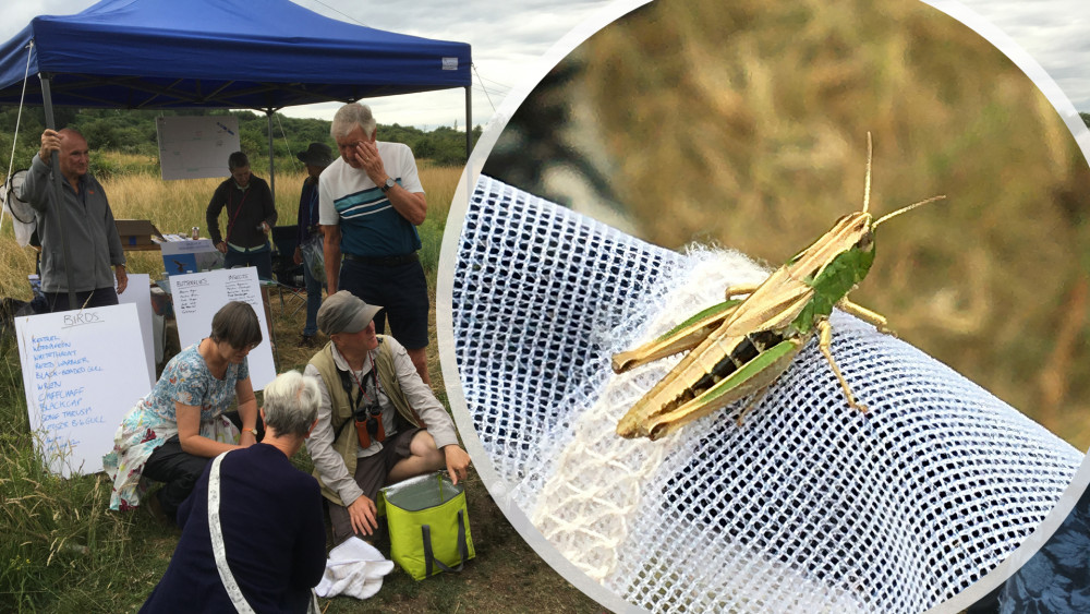 Visitors observed a huge variety of insects and plant life at the community-owned nature reserve, including the Meadow Grasshopper (inset). (Credit: Chelmer Blackwater Reserve CIC)