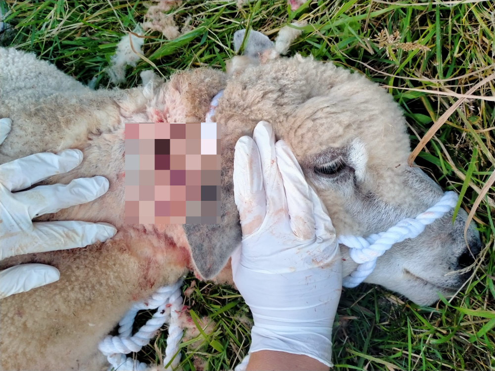 A ewe, owned by a guest at Windsor Hill Wood, was viciously attacked by an unidentified dog.