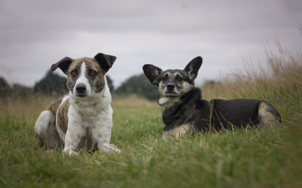 Do you need some help training your pooch? (Photo: 'All to Play for') Do you need some help training your pooch? (Photo: 'All to Play for')