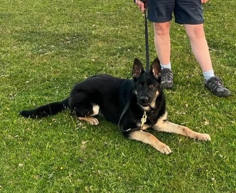 Bruce the police pup that needs a new owner. (Image: SWNS) 