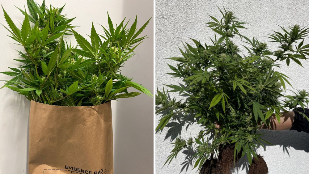 The seized cannabis plants (Devon and Cornwall Police)