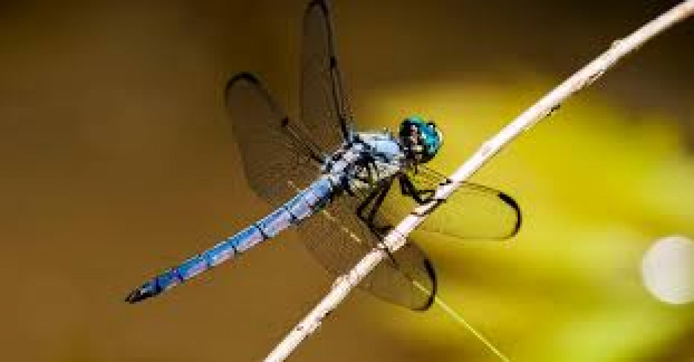 Dragon fly (Picture: SWNS)