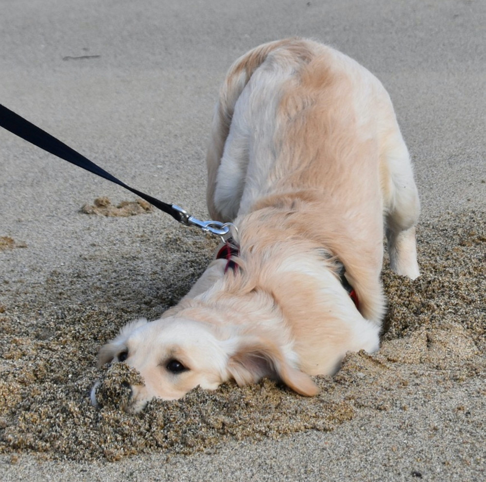 Beach boy (Picture:  RSPCA/SWNS)