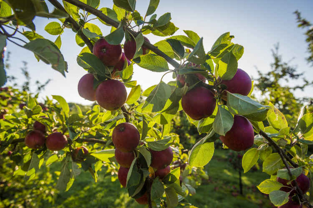 Thatchers is running a Community Orchard Project