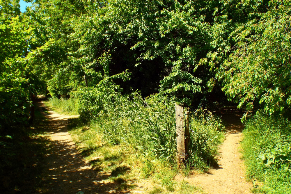 Wood walk (Picture: Nub News)