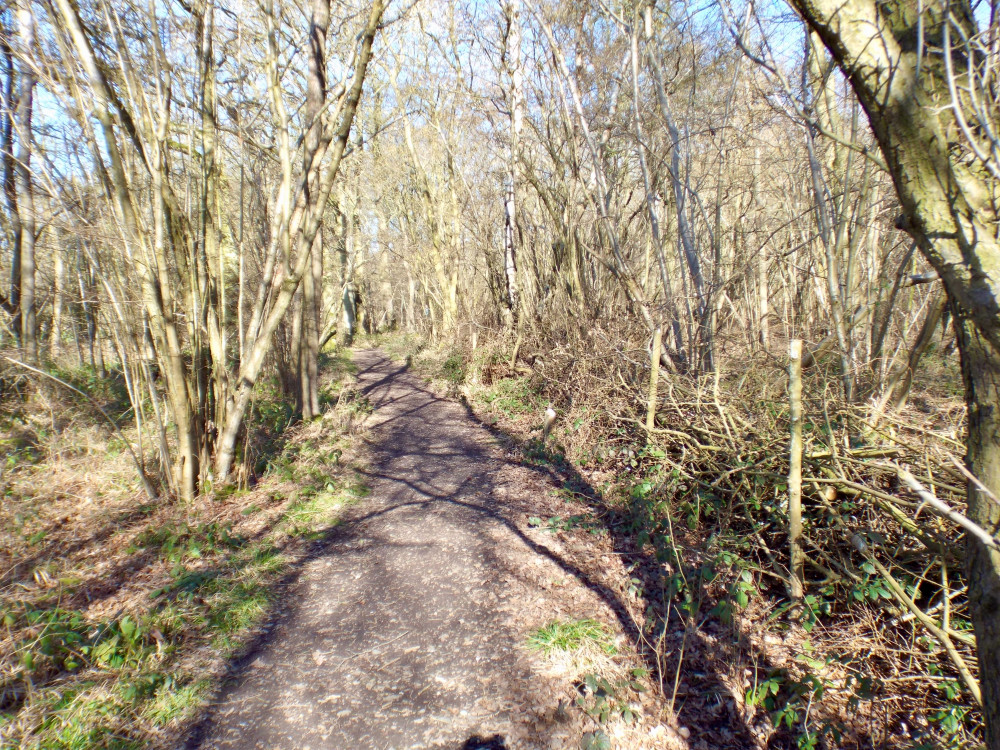 Wolves Wood (Picture: Nub News)