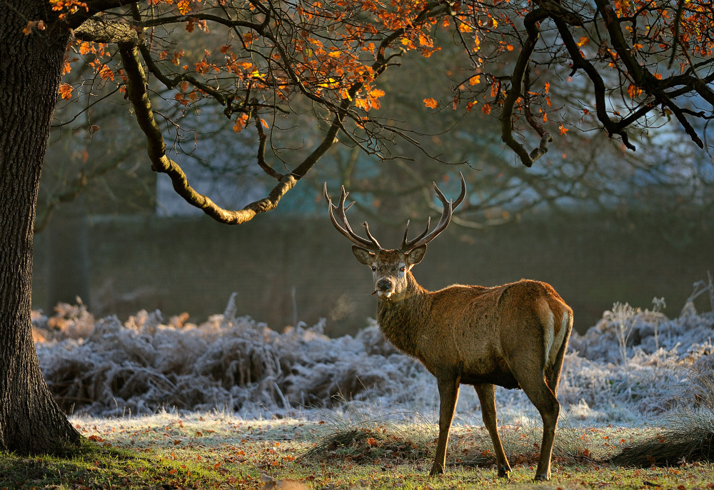 Kingston Camera Club regularly take inspiration from Bushy Park. (Photo: Tim Morland)