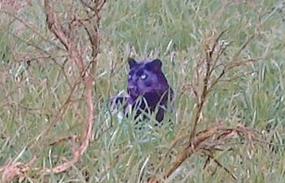 Documentary makers have discovered an image of a large black cat lying in long grass in Smallthorne, Stoke-on-Trent (SWNS). Documentary makers have discovered an image of a large black cat lying in long grass in Smallthorne, Stoke-on-Trent (SWNS).