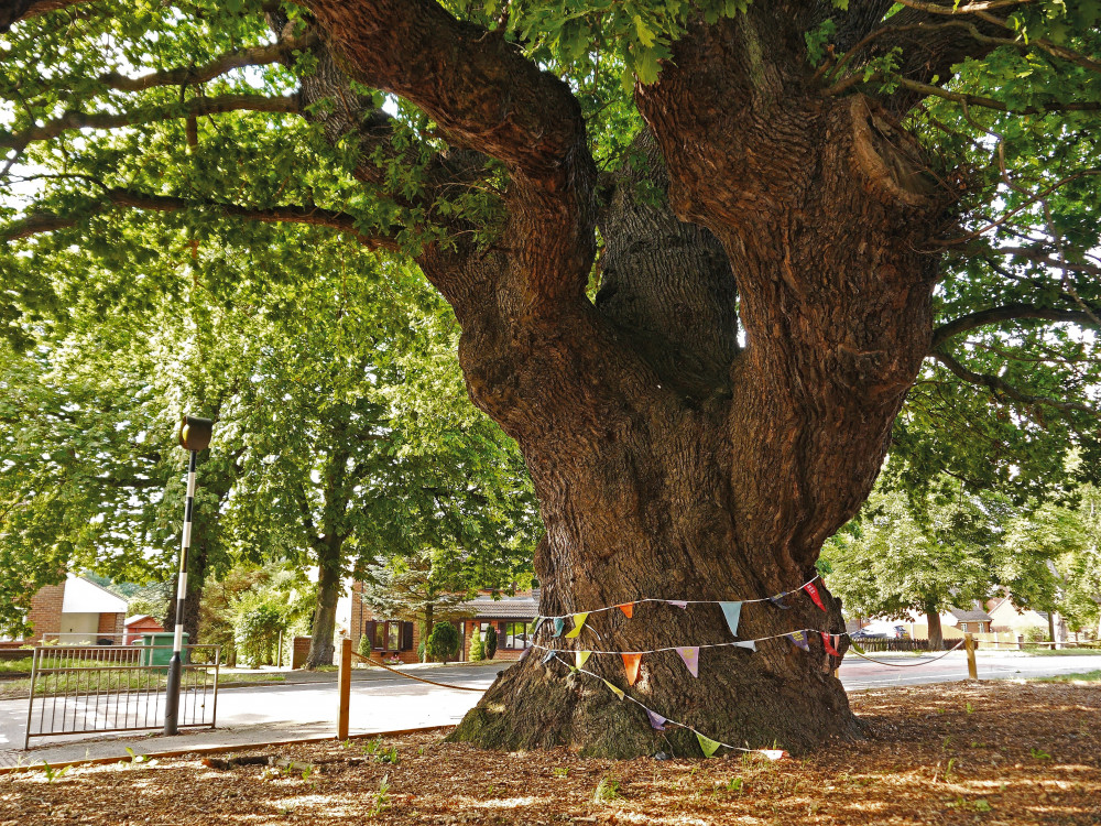 Grantham Oak. Image credit: Julian Hight. 