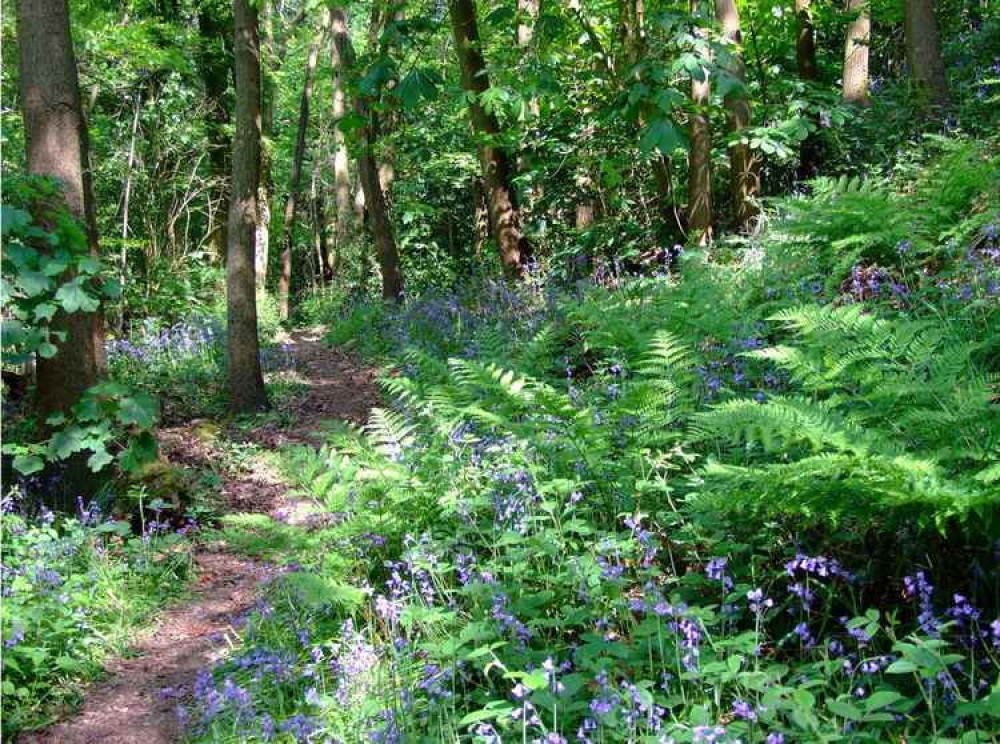 Hob Hey Wood. Image: Frodsham Festival of Walks Hob Hey Wood. Image: Frodsham Festival of Walks