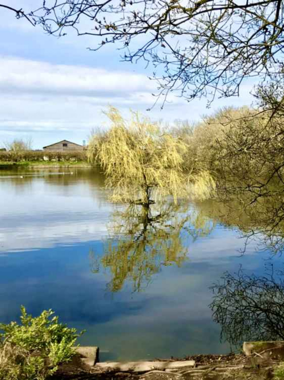 Crowmere Pond. Image: Frodsham Festival of Walks Crowmere Pond. Image: Frodsham Festival of Walks