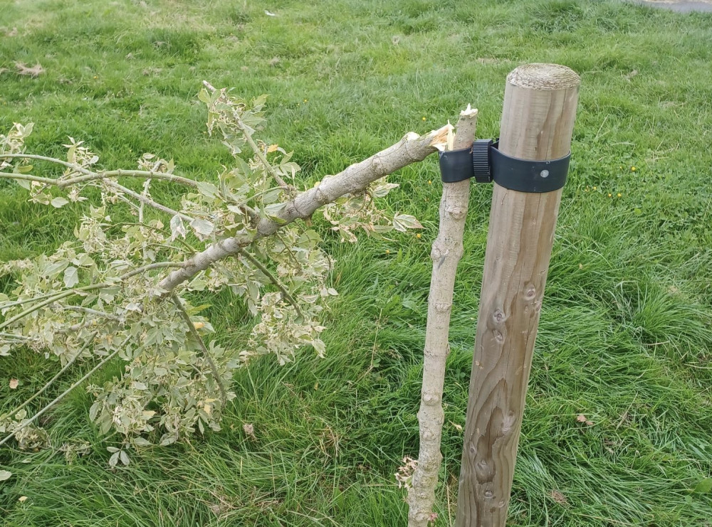 The trees were damaged by vandals in Coalville Park last week. Photos: North West Leicestershire District Council