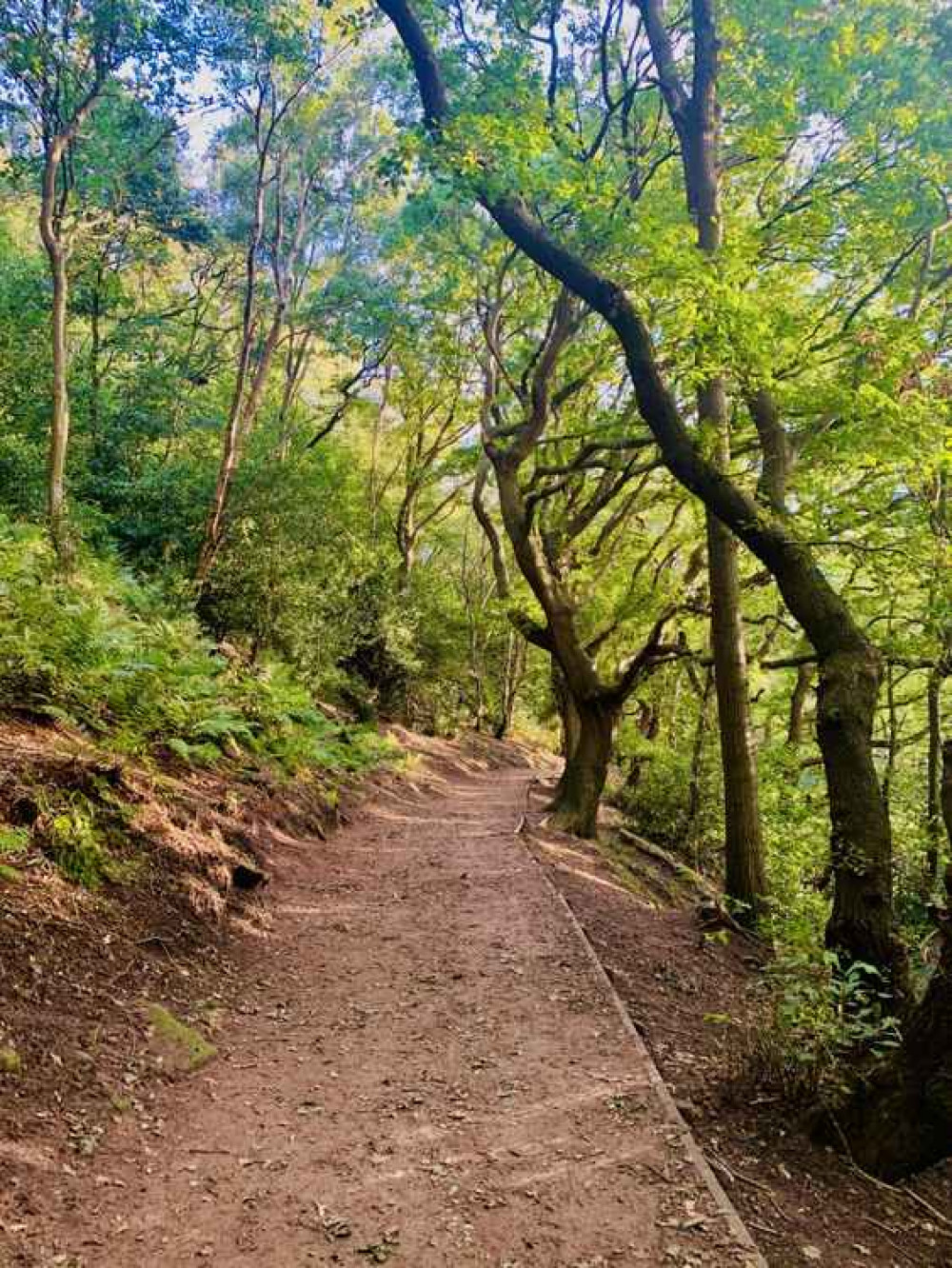 Frodsham Hill wood Frodsham Hill wood