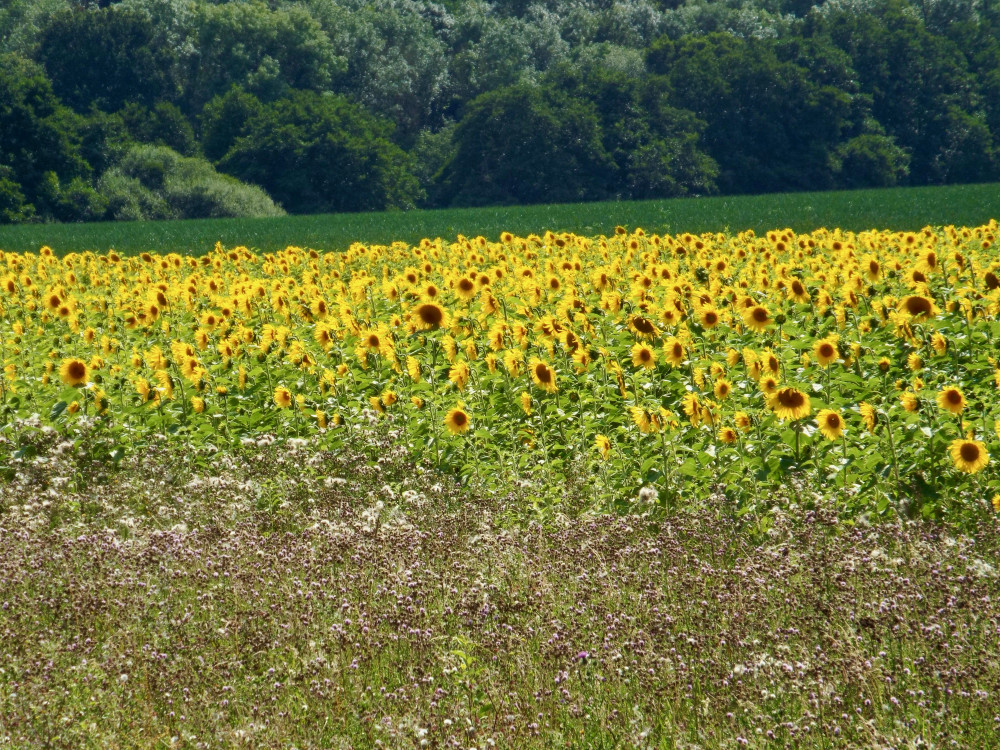 Sunflower goodness (Picture: Nub News)