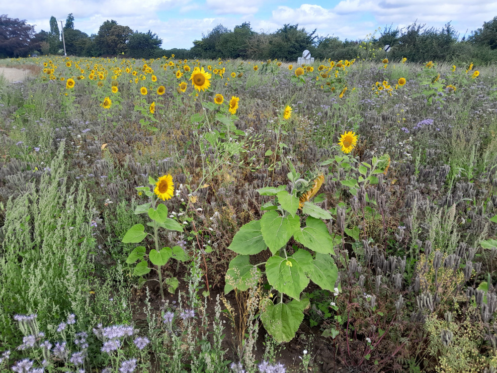 Sunflower goodness (Picture: Nub News)