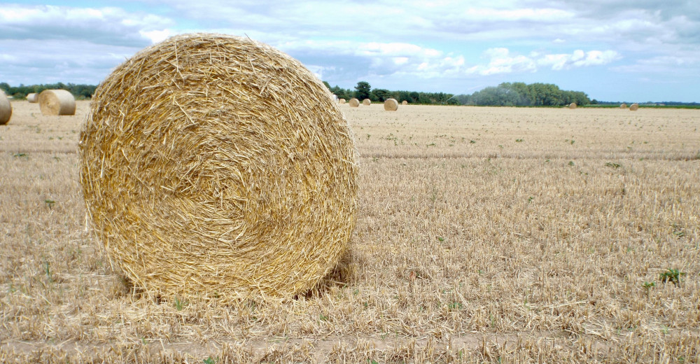 Harvest time (Picture: Nub News)