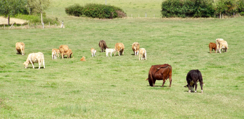 Cow's teeth (Picture: Nub News)