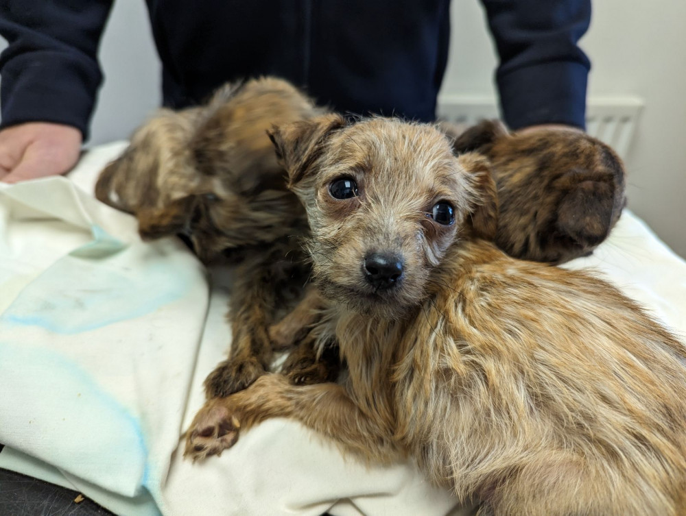 The RSPCA has released the figures as part of its Cancel Out Cruelty campaign (image via RSPCA)