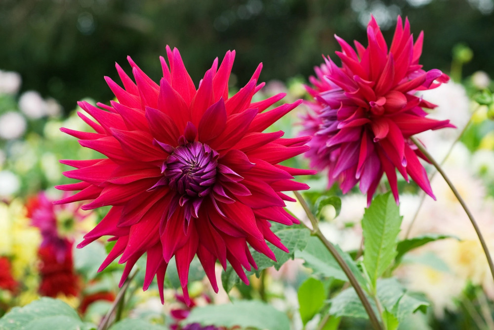 September flower (Picture: Nub News)