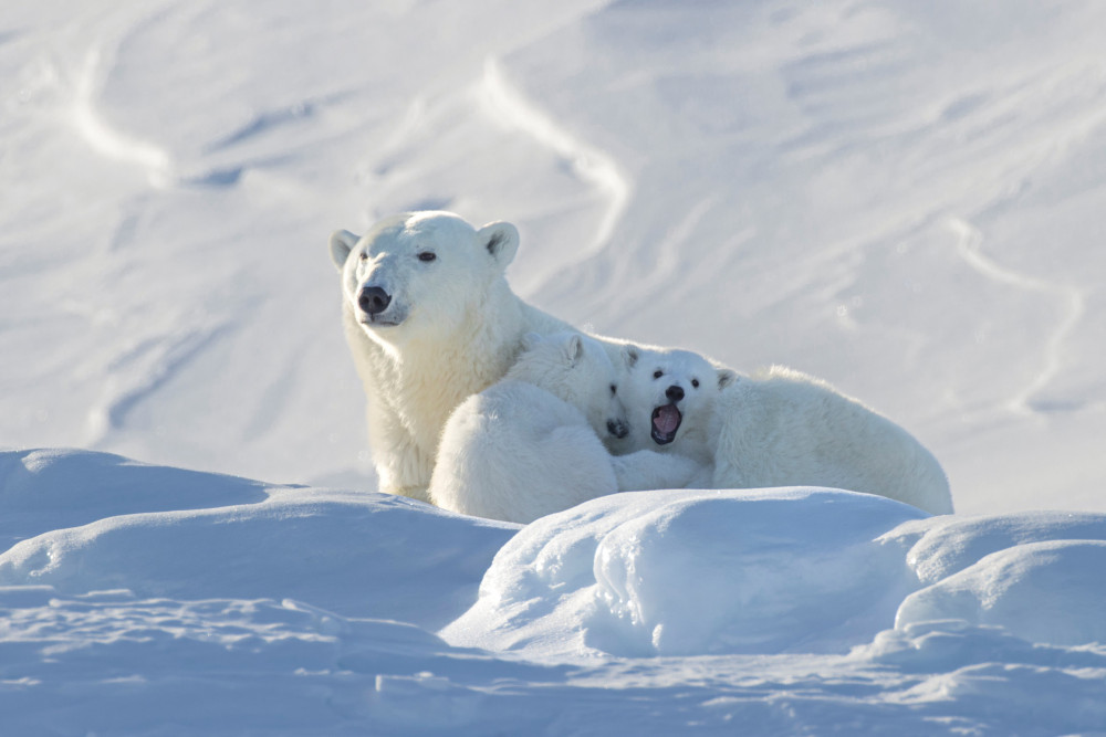 Polar bears under threat (Picture: Nub News)