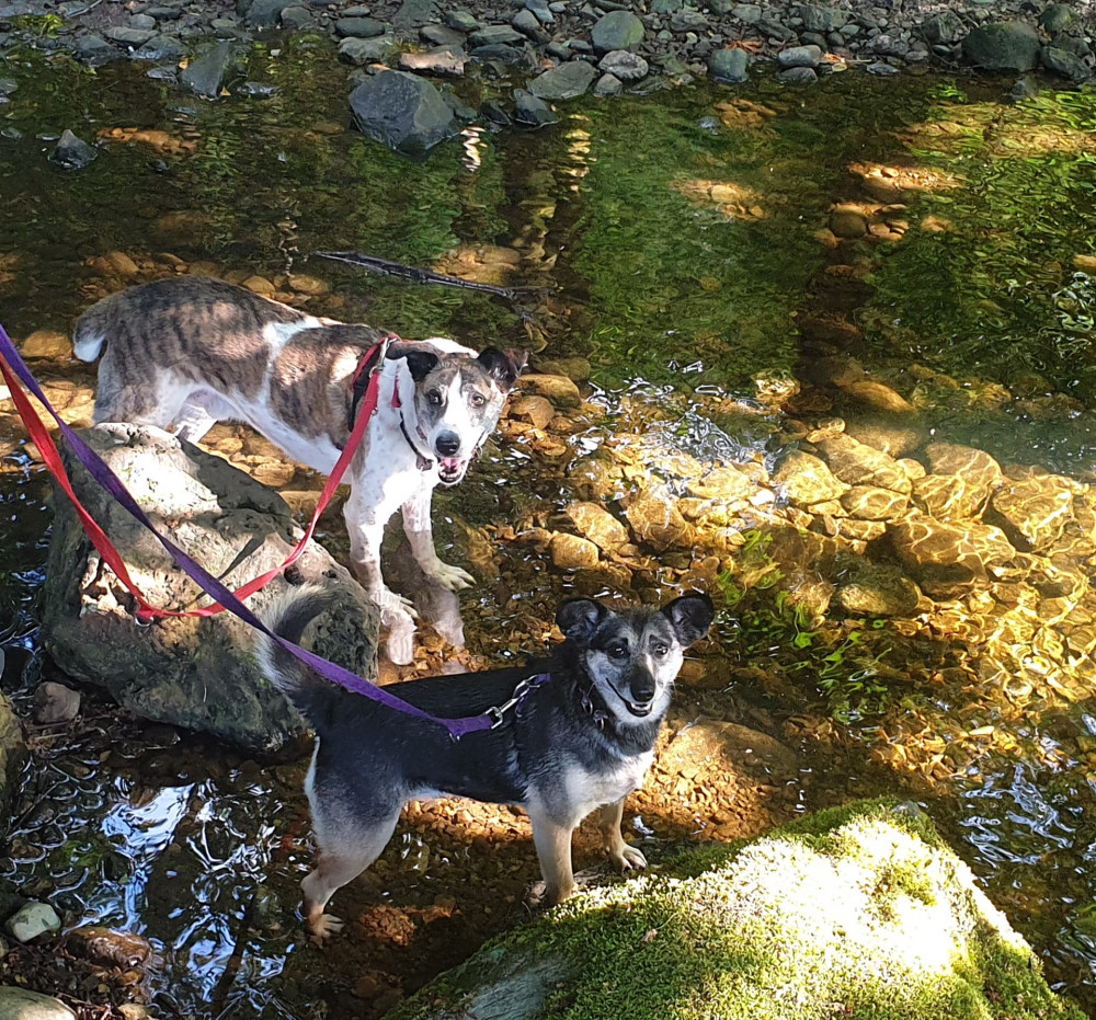 Do you need some help training your pooch? (Photo:  'All to Play for')