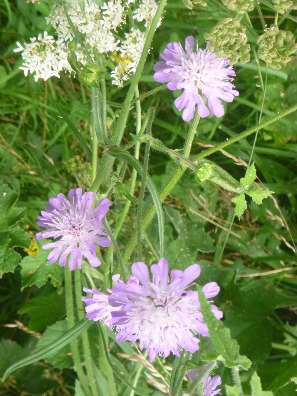 Hadleigh Naturalists' Society      