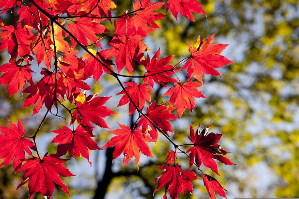 Autumnal (Picture: Nub News) Autumnal (Picture: Nub News)