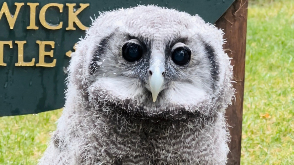 Locals have until October 2 to enter the competition to name the new Verreaux’s Eagle Owl (image via White Tiger PR)