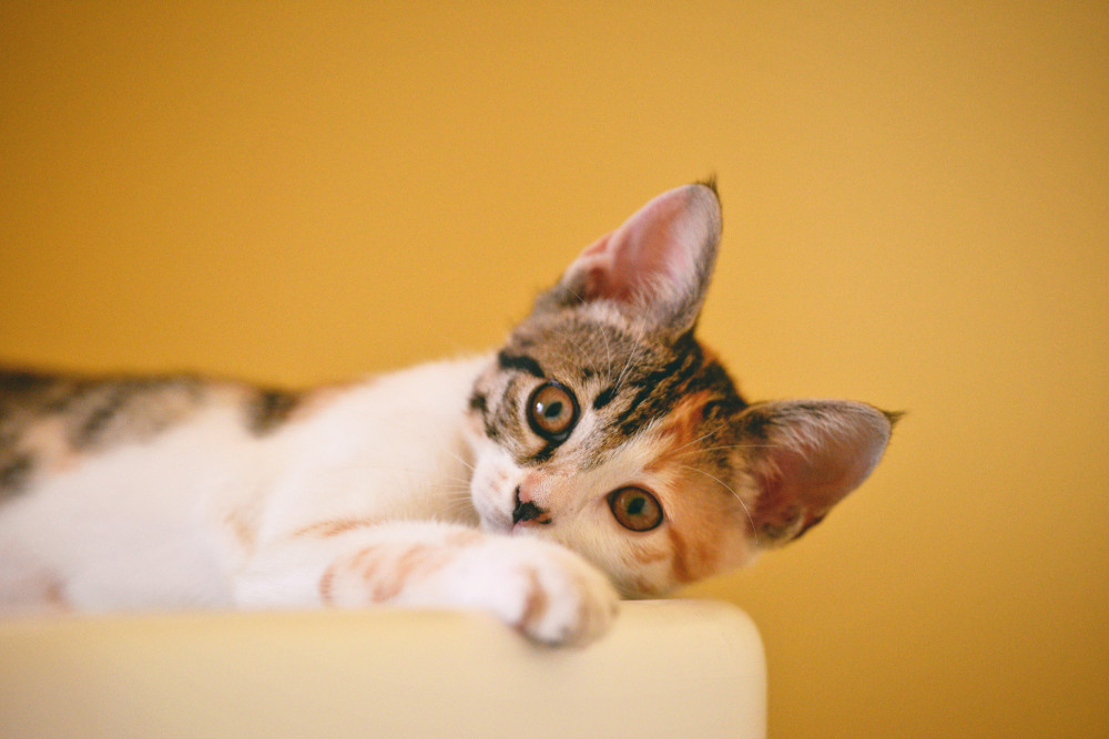 Witness and information appeal after cat injured. A file picture of a lovable kitty. CREDIT: Unsplash