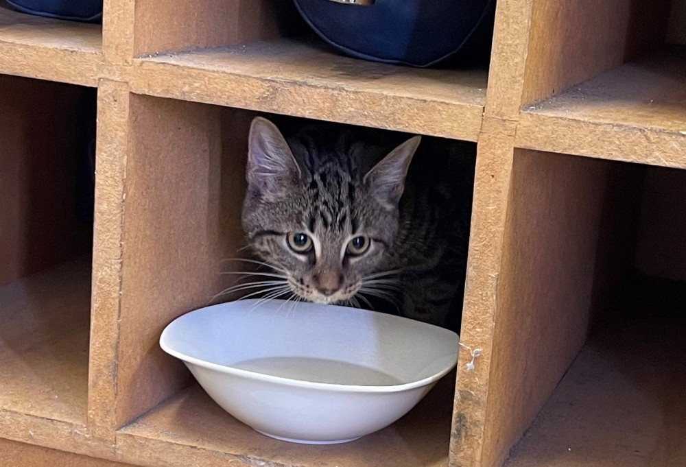 Crews named the kitten Zarifa after they rescued it from a car in Fenton, Stoke-on-Trent (Staffordshire Fire and Rescue Service).