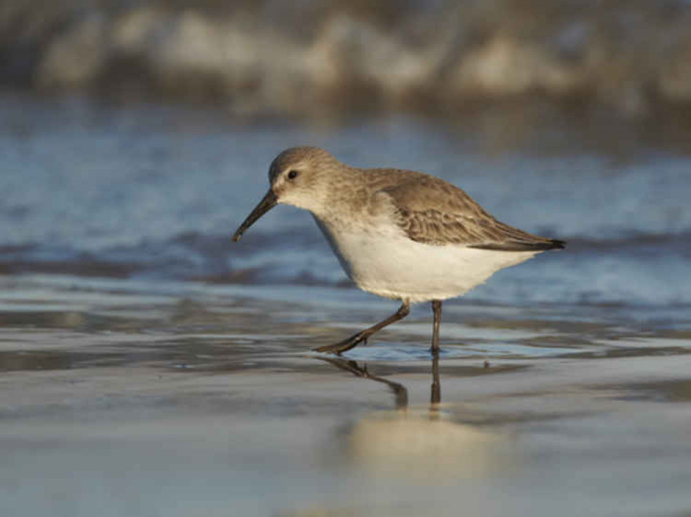 Dunlin by Richard Steel/2020VISION Dunlin by Richard Steel/2020VISION